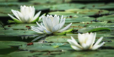 Achieving - 3 Water Lilies Blooming by Chester Wiker