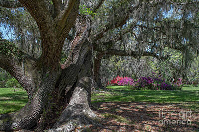 Modern Patterns Rights Managed Images - Twisted Oaks - Magnolia Plantation Royalty-Free Image by Dale Powell