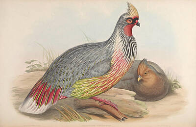 Animals Paintings - Birds of Asia  by John Gould
