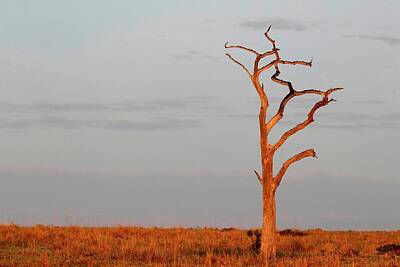Latidude Image - 3782438 Masai Mara by Godong UIG