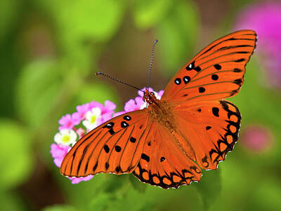 Solar System Posters - Gulf Fritillary Butterfly by Mark Chandler