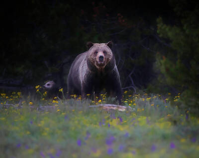 Golfing Royalty Free Images - 399 Grizzly And Cub In Spring Royalty-Free Image by Dan Sproul