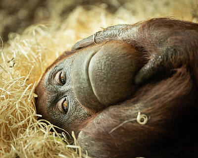 Little Mosters - A female orangutan lying on a bunch of straw by Stefan Rotter