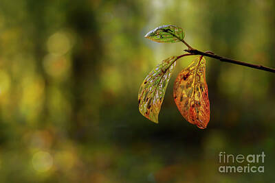 Impressionism Photos - Autumn leaves by Veikko Suikkanen