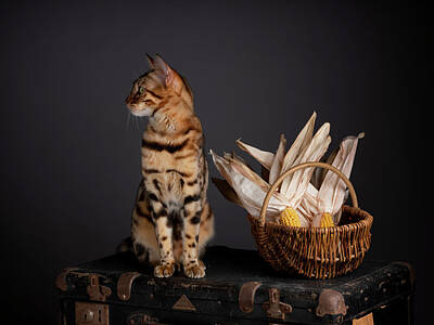 Portraits Photos - Bengal Cat Portrait by Nailia Schwarz