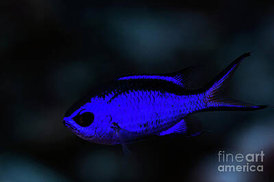 Chris Walter Rock N Roll Royalty Free Images - Blue Chromis Royalty-Free Image by JT Lewis