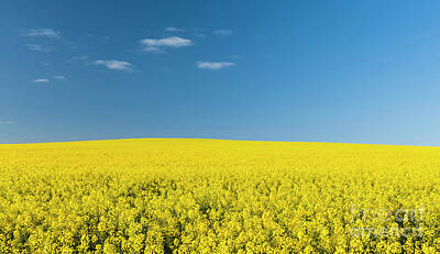 Royalty-Free and Rights-Managed Images - Canola Field by THP Creative