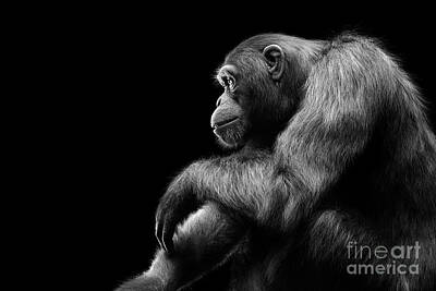 Portraits Photos - Chimpanzee monkey sitting portrait on black by Michal Bednarek