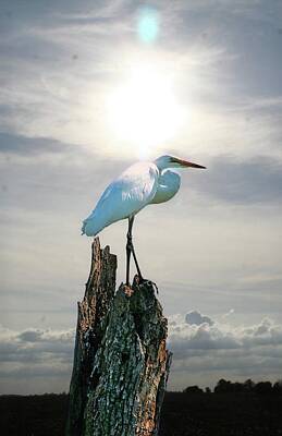 Halloween Elwell Royalty Free Images - Egret Royalty-Free Image by Roger Look