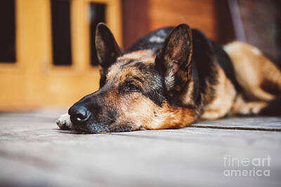 Target Threshold Photography - German Shepherd dog lying in front of house. by Michal Bednarek