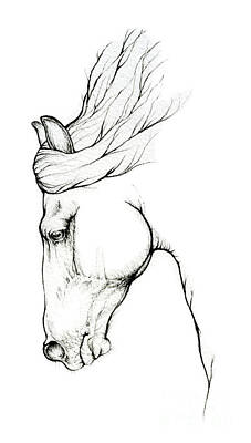 Animals Drawings - Horse head by Ang El
