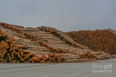 Let It Snow - Logs stacked at the lumber mill ready to be cut into lumber. Located in Eureka, Humboldt County, Cal by Norm Lane