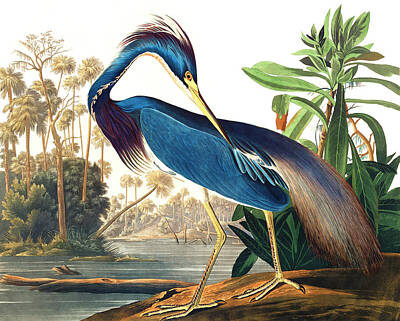 Animals Drawings - Louisiana Heron by John James Audubon by Mango Art