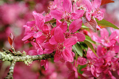 Food And Beverage Photos - Pink Cherry blossom by Jon Ingall