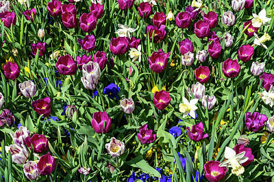 Thomas Kinkade Royalty Free Images - Tulips Royalty-Free Image by Mansfield Photography