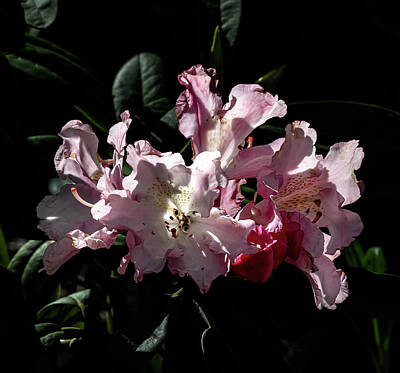 Maps Maps And More Maps - Rhododendrons by Robert Ullmann