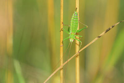 The Rolling Stones - A green grasshopper sitting on a plant by Stefan Rotter