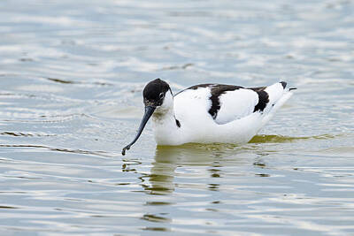 Birds Royalty-Free and Rights-Managed Images - A Pied Avocet walking in shallow water by Stefan Rotter