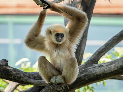 Christmas Trees - A young lar gibbon climbing on ropes by Stefan Rotter