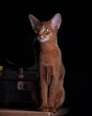 Portraits Photos - Abyssinian Kitten by Nailia Schwarz