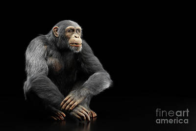 Portraits Photos - Chimpanzee monkey portrait on black by Michal Bednarek