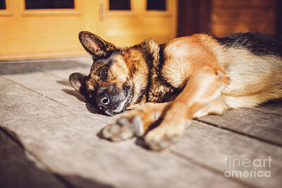 Modern Man Stadiums Rights Managed Images - German Shepherd dog lying in front of house. Royalty-Free Image by Michal Bednarek