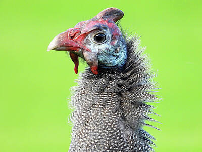 Animals Royalty-Free and Rights-Managed Images - Helmeted Guineafowl by Bird Republic
