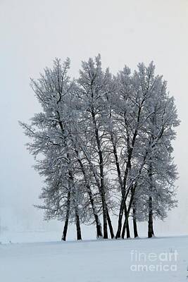 Wildlife Cabin Royalty Free Images - Hoar Frost Royalty-Free Image by Roland Stanke
