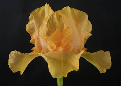 Target Eclectic Nature - Intermediate Bearded Iris Many Mahalos by Bill Pusztai
