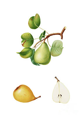 Western Buffalo - Vintage Pear Botanical Illustration on Pure White by Holy Rock Design