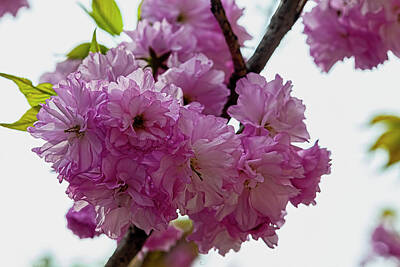 Famous Groups And Duos - Cherry Blossoms by Robert Ullmann