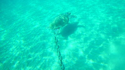 Light Abstractions - Sea Turtle Caretta - Caretta Zakynthos Island Greece by GiannisXenos Underwater Photography