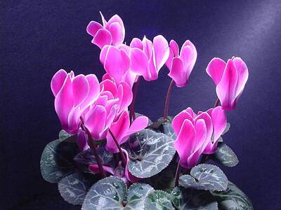 Moody Trees - Pink Cyclamen Portrait by IDesign Global