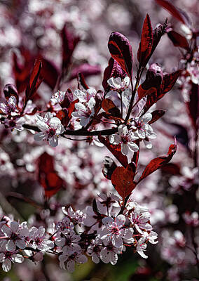 Womens Empowerment Rights Managed Images - Cherry Blossoms Royalty-Free Image by Robert Ullmann