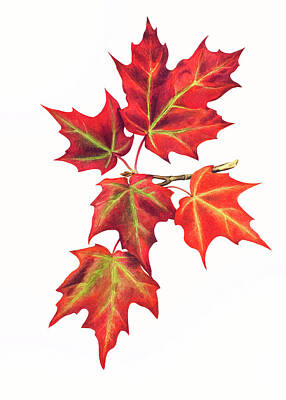 Floral Drawings - Autumn Leaves by Mary Vaux Walcott by Mango Art