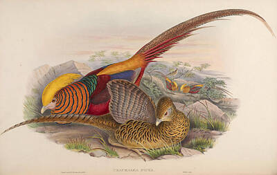 Animals Paintings - Birds of Asia by John Gould