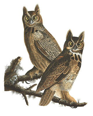 Animals Drawings - Great Horned Owl by John James Audubon by Mango Art