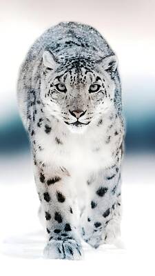 Fantasy Royalty-Free and Rights-Managed Images - Snow Leopard by Castle Photography