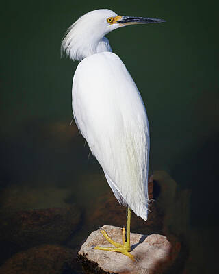 Firefighter Patents Royalty Free Images - Snowy Egret Royalty-Free Image by Joe Fisher