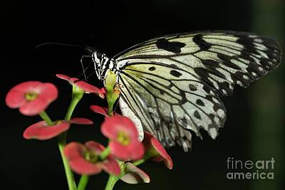 Cactus Royalty Free Images - Tree Nymph Butterfly Royalty-Free Image by JT Lewis