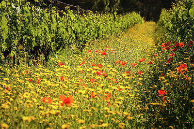 Railroad Royalty Free Images - Wild flowers in between vines in Corsica Royalty-Free Image by Jon Ingall
