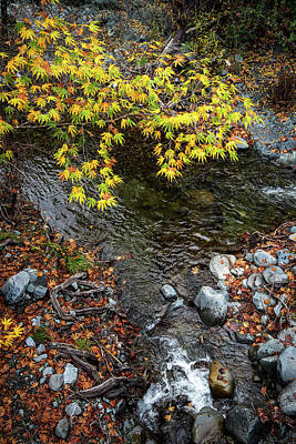 Curated Travel Chargers - Yellow maple leaves on a tree above a river by Michalakis Ppalis