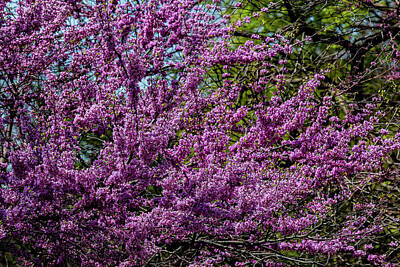 Whimsical Flowers - Spring Trees by Robert Ullmann
