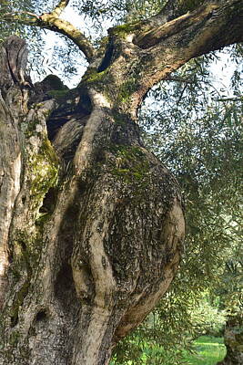 Thomas Kinkade - Olive trees Greece by GiannisXenos Photography