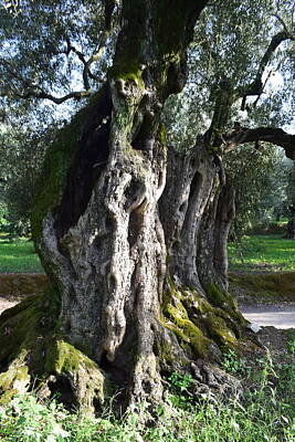 Frog Photography - Olive trees Greece by GiannisXenos Photography