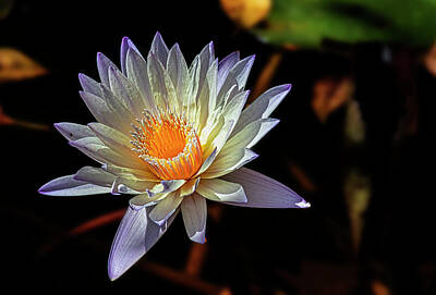 Mellow Yellow Rights Managed Images - Water Lily Royalty-Free Image by Robert Ullmann