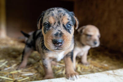 Civil War Art - Cutest Terrier Lab Husky Mix Puppies Playing In Dog House by Alex Grichenko