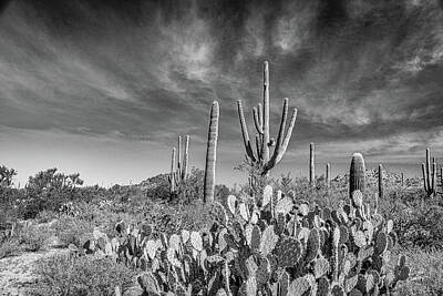 Holiday Pillows 2019 - Saguaro National Park by Gestalt Imagery