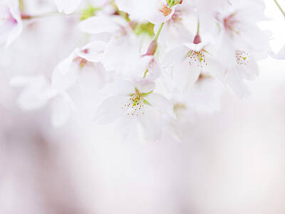 Royalty-Free and Rights-Managed Images - Soft pastel Cherry Blossoms in Spring by Nailia Schwarz