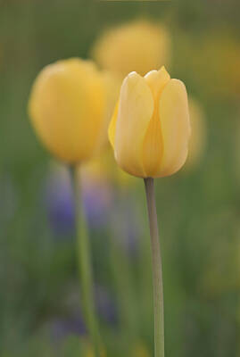 Kim Fearheiley Photography - Tulips by Mark Chandler